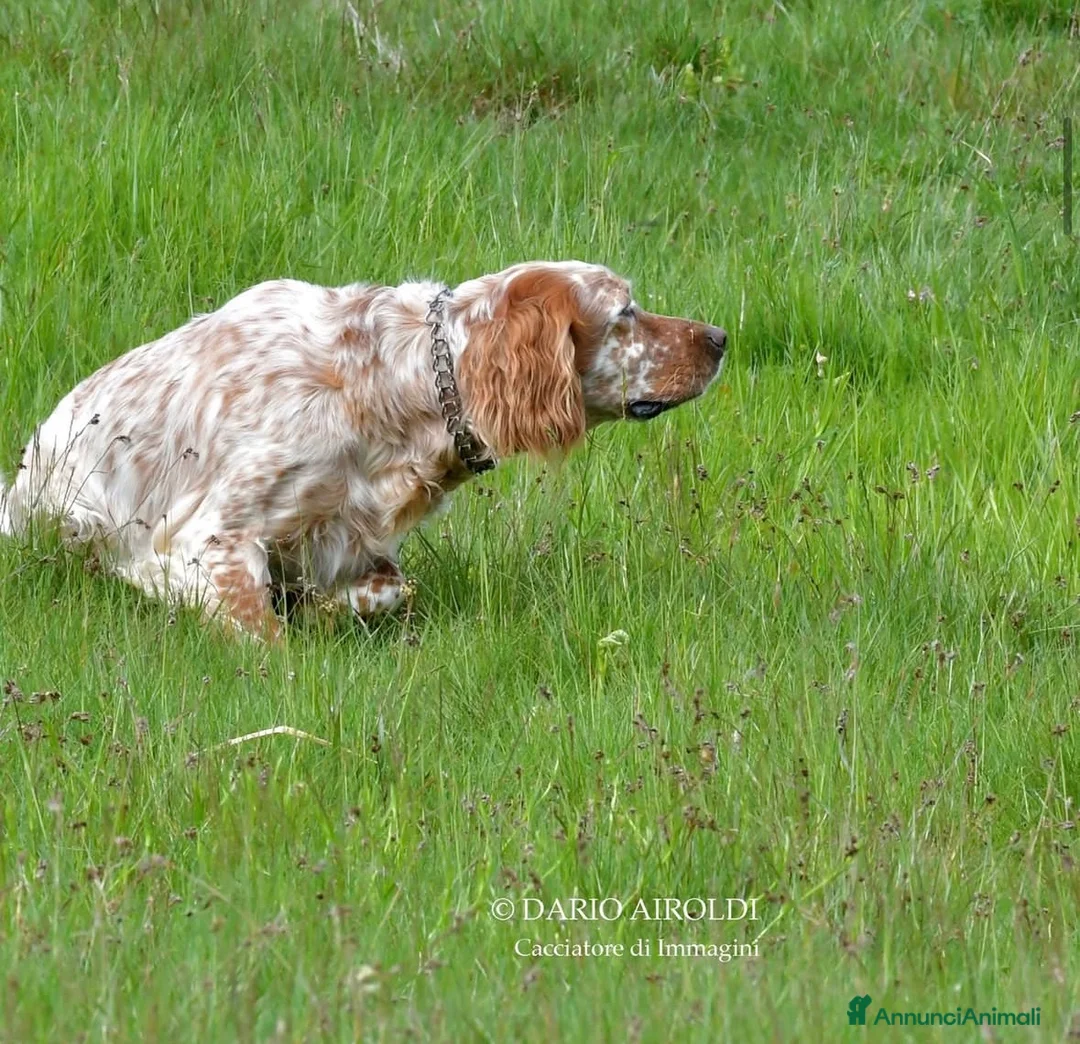 Setter Inglese cani in vendita: Cuccioli Setter Inglese - Alta Genealogia - Annuncio 1