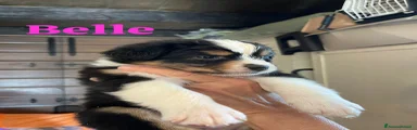 Australian Shepherd Cucciolo 9