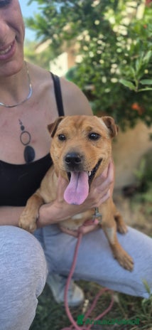 Meticcio cani a Provincia di Crotone - Annuncio 11