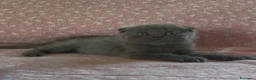 Scottish gatti in vendita: Scottish fold e straight  - Annuncio 6