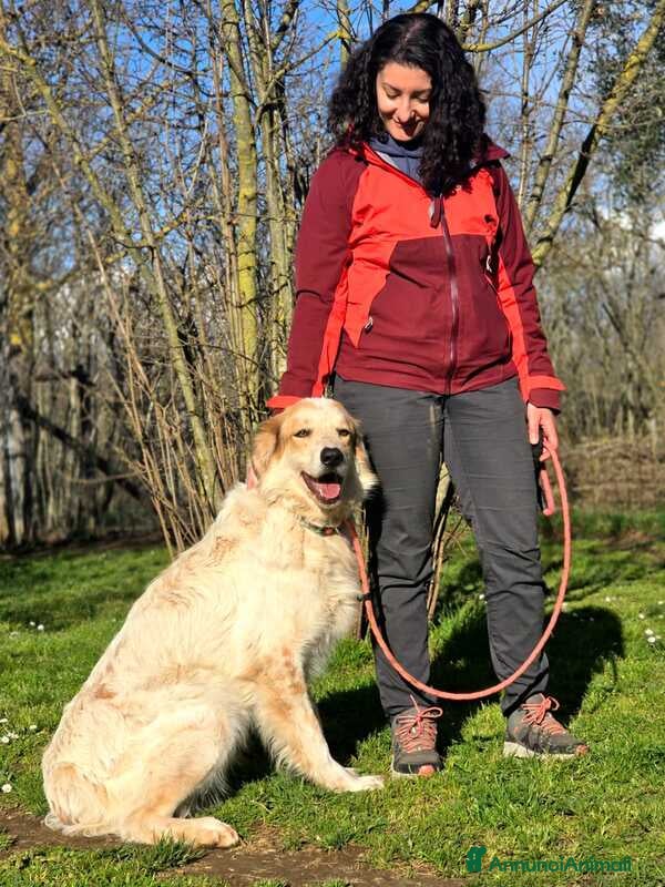 Meticcio cani MIKY PERCHE' NESSUNO MI VUOLE? IN ADOZIONE - Annuncio 2