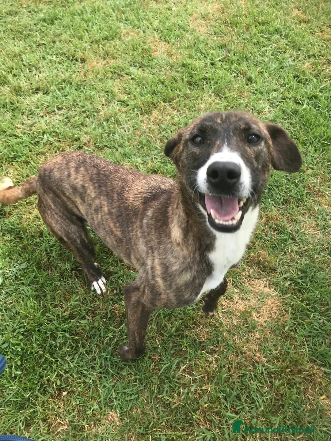 Meticcio cani in regalo: Zoom, la cagnolina più simpatica del canile  - Annuncio 1