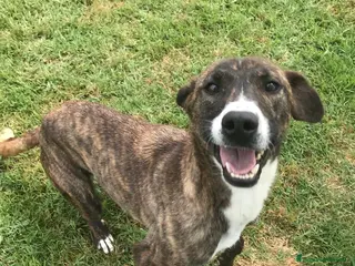 Meticcio cani Zoom, la cagnolina più simpatica del canile - Annuncio 8