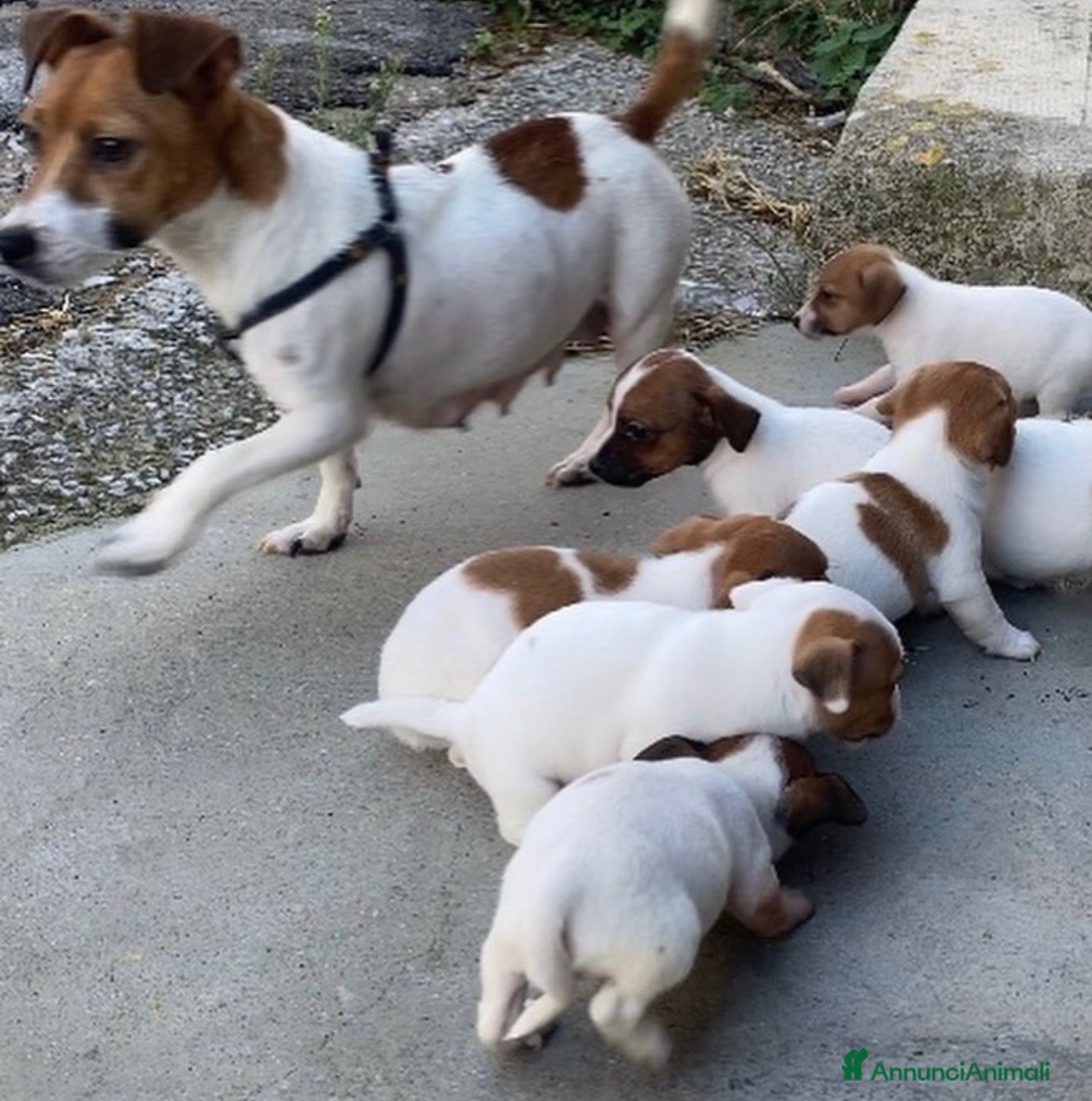 Jack Russell cani Splendidi cuccioli di Jack Rusell - Annuncio 11