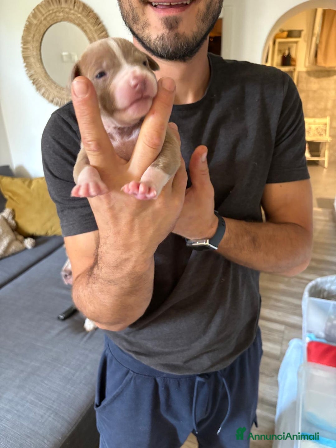 American Bully cani in vendita: American bully xl - Annuncio 6