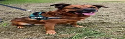 Meticcio cani in regalo: JONAS CANE MOLTO BUONO - Annuncio 4