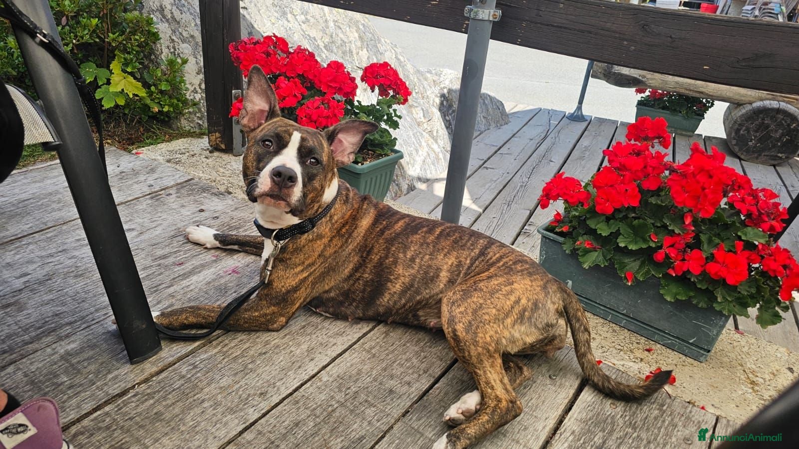 American Staffordshire cani American staffordshire terrier  - Annuncio 3