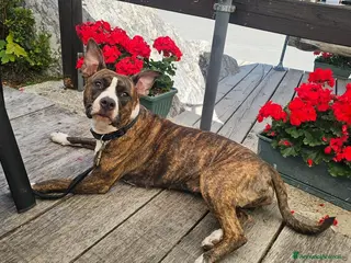 American Staffordshire cani American staffordshire terrier - Annuncio 3