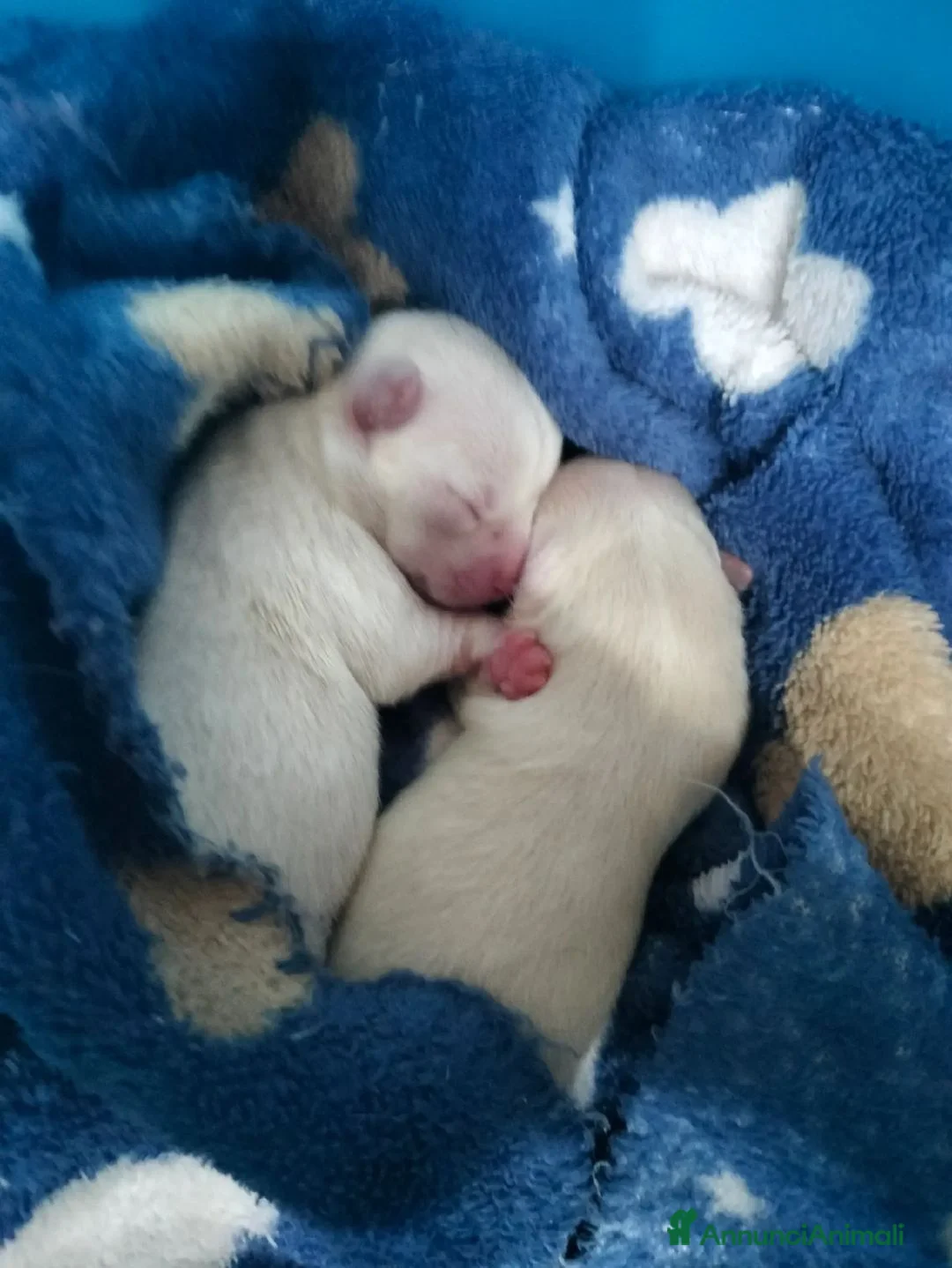Chihuahua cani in vendita: Cuccioli di Chihuahua  a Città metropolitana di Messina - Annuncio 2