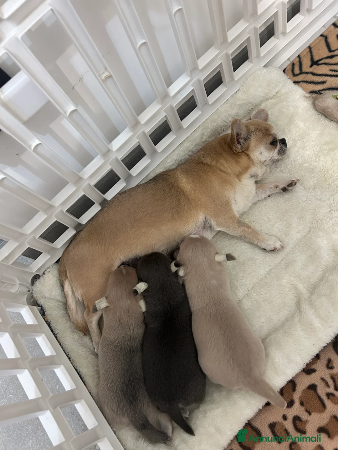 Chihuahua cani in vendita: Chihuahua cuccioli  - Annuncio 4