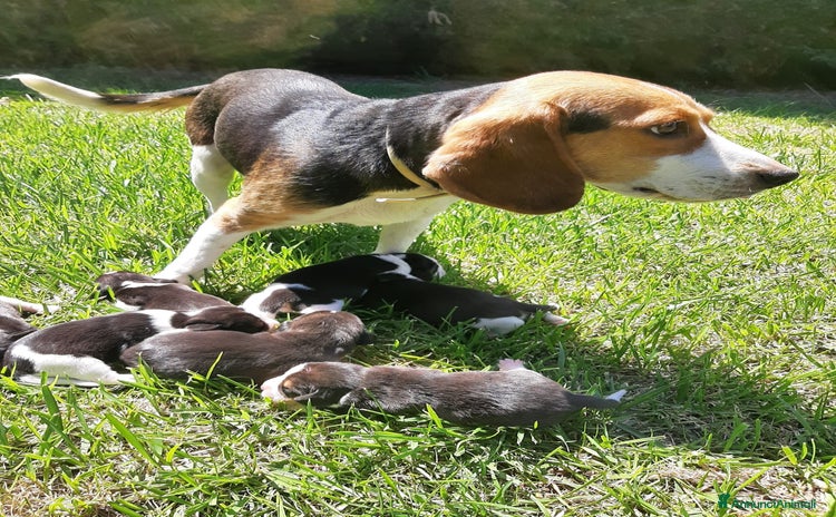 Beagle cani a Provincia di Cosenza - Annuncio 8