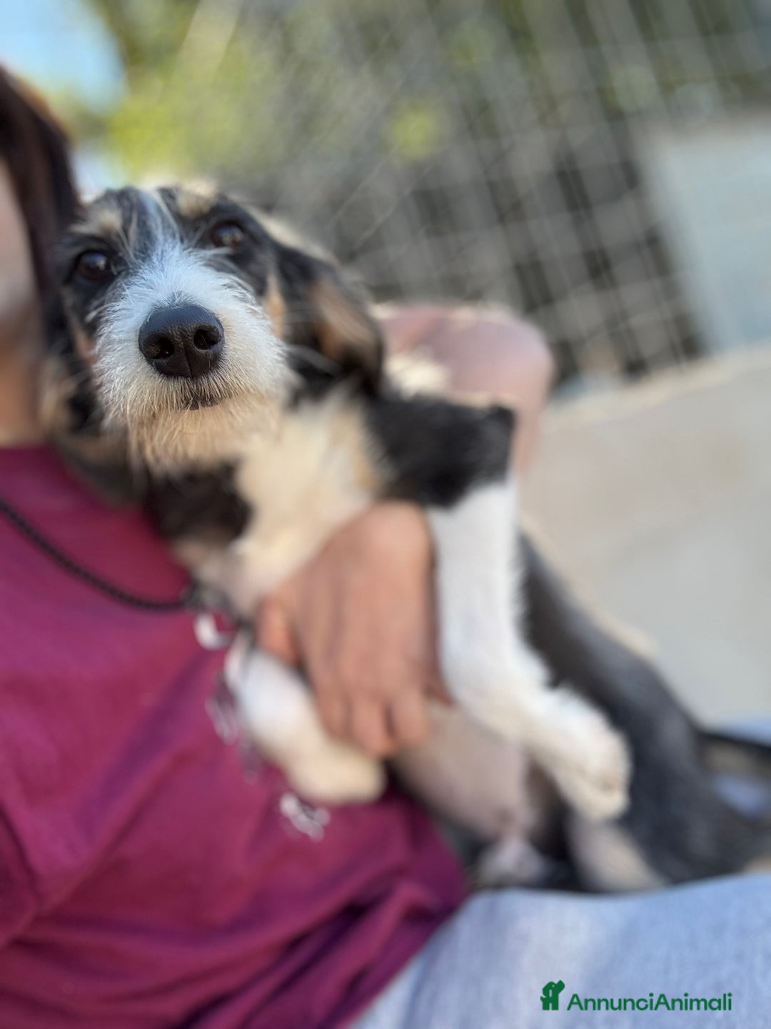 Meticcio cani in regalo: Pipistrello mix segugio taglia media - Annuncio 2