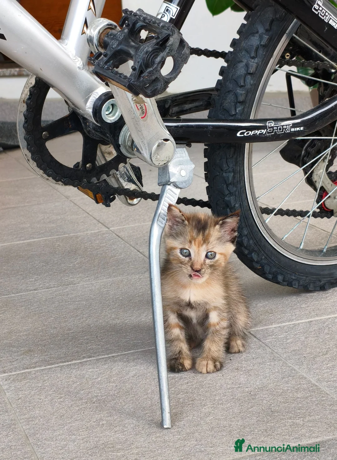 Meticcio gatti in regalo: Ultima gattina - Annuncio 2