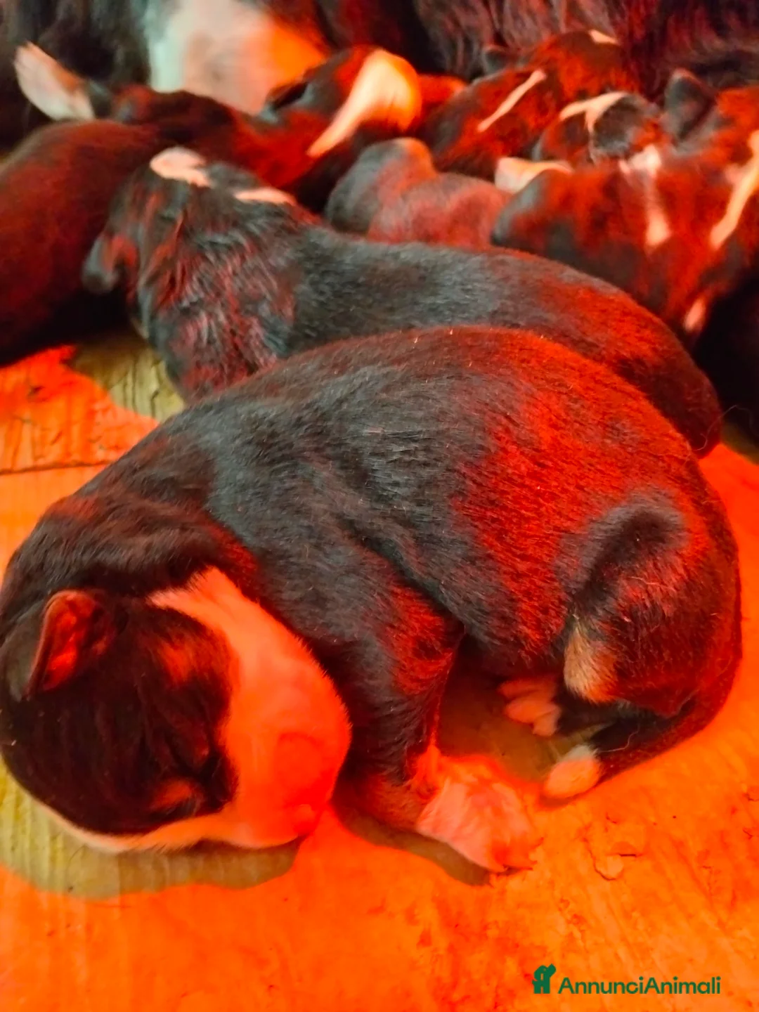 Bovaro del Bernese cani in vendita: Cuccioli di bovaro del bernese  - Annuncio 9