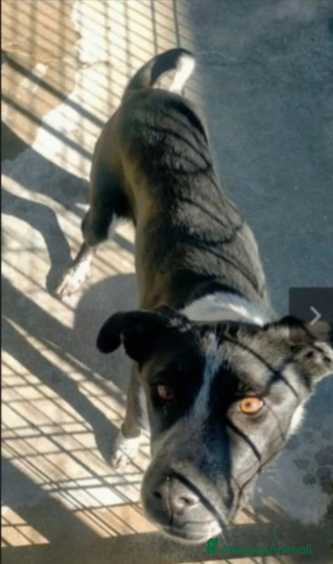 Meticcio cani in regalo: 3mesi nero SOLO 1FOTO X SALVARLO! COSENZA URGENTE - Annuncio 2