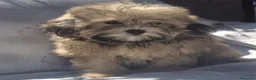 Shihpoo cani in vendita: Shitzu - Annuncio 5