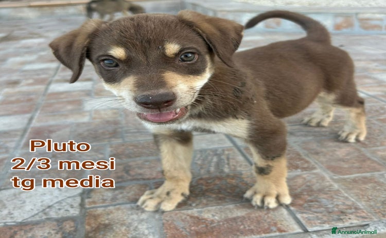 Meticcio cani a Provincia di Vicenza - Annuncio 10