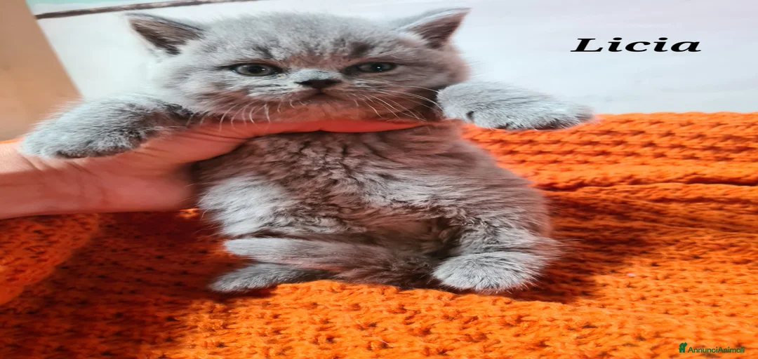 Immagine della galleria {{count}}