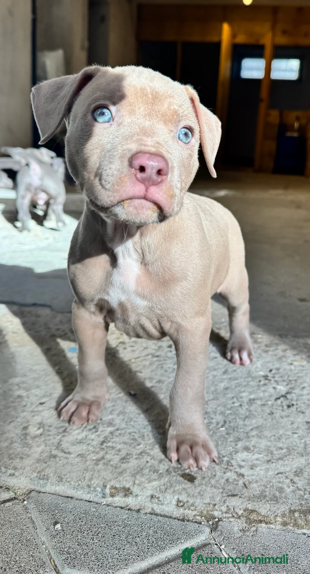 Pitbull cani in vendita: American Pitbull Terrier - Annuncio 7