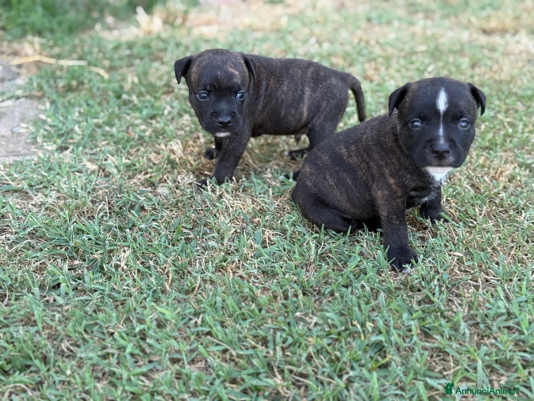 Staffordshire cani in vendita: Stafford cucciolata selezionata a Province of Bergamo - Immagine 3