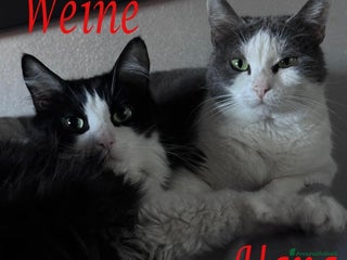 Europeo gatti WEINE e UANA, dolci gatti in adozione! - Annuncio 2