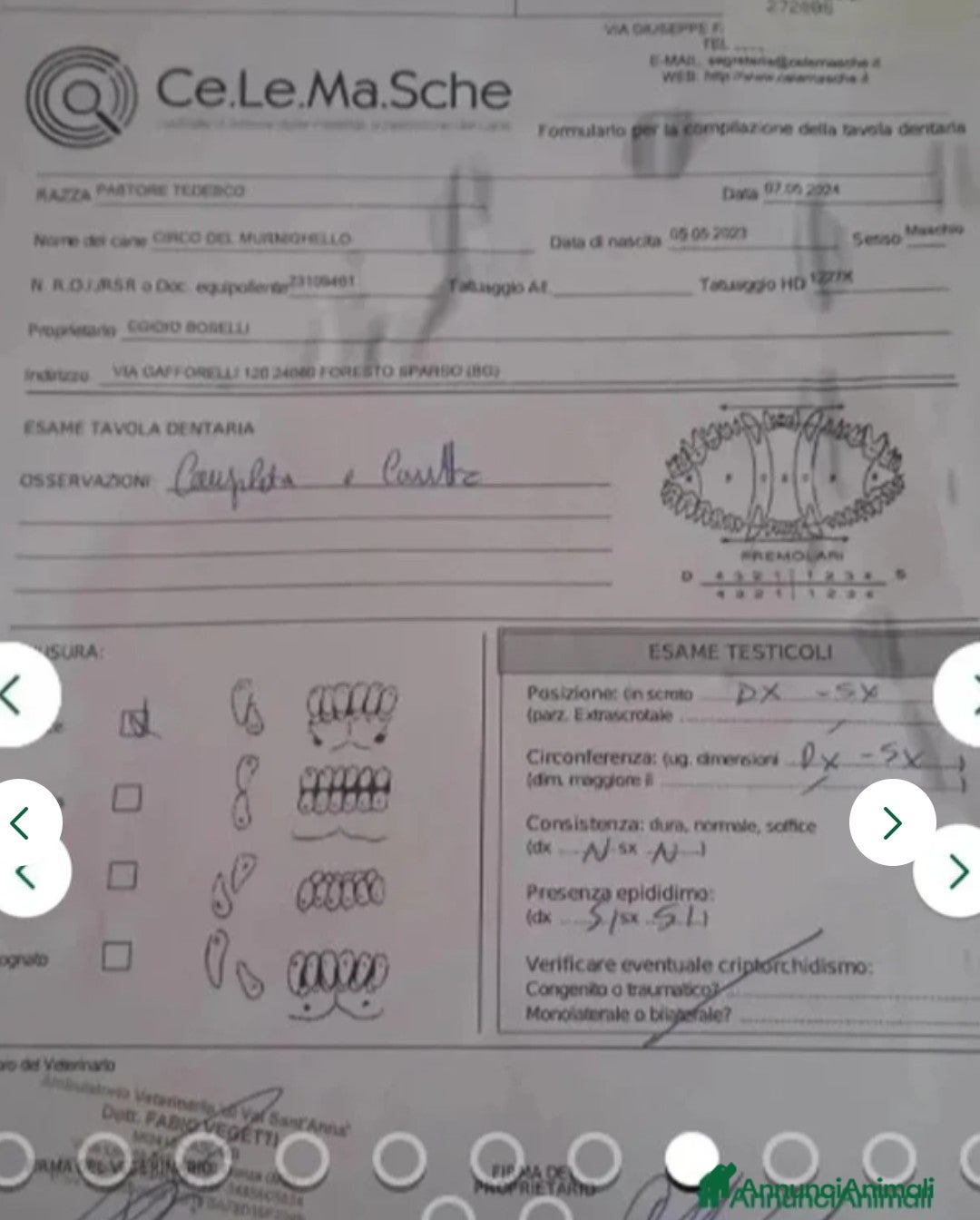 Pastore Tedesco cani in vendita: splendidi cuccioli pastore tedesco  - Annuncio 18