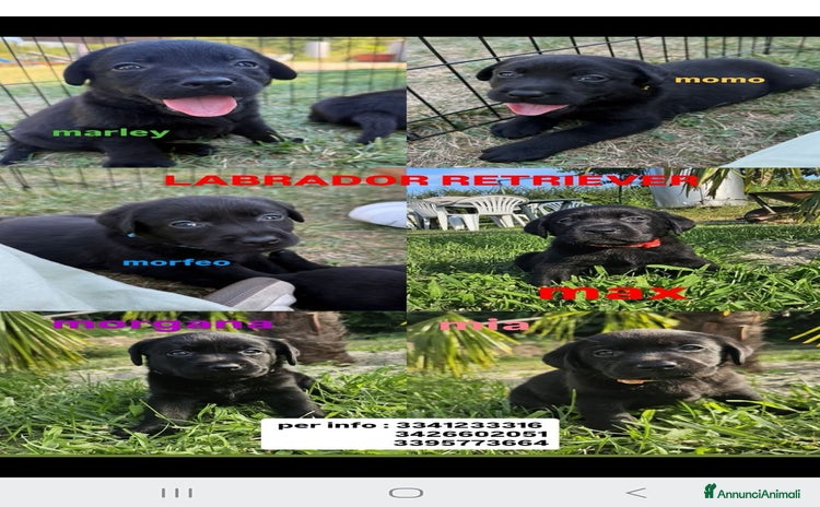 Labrador cani a Città metropolitana di Milano - Annuncio 2