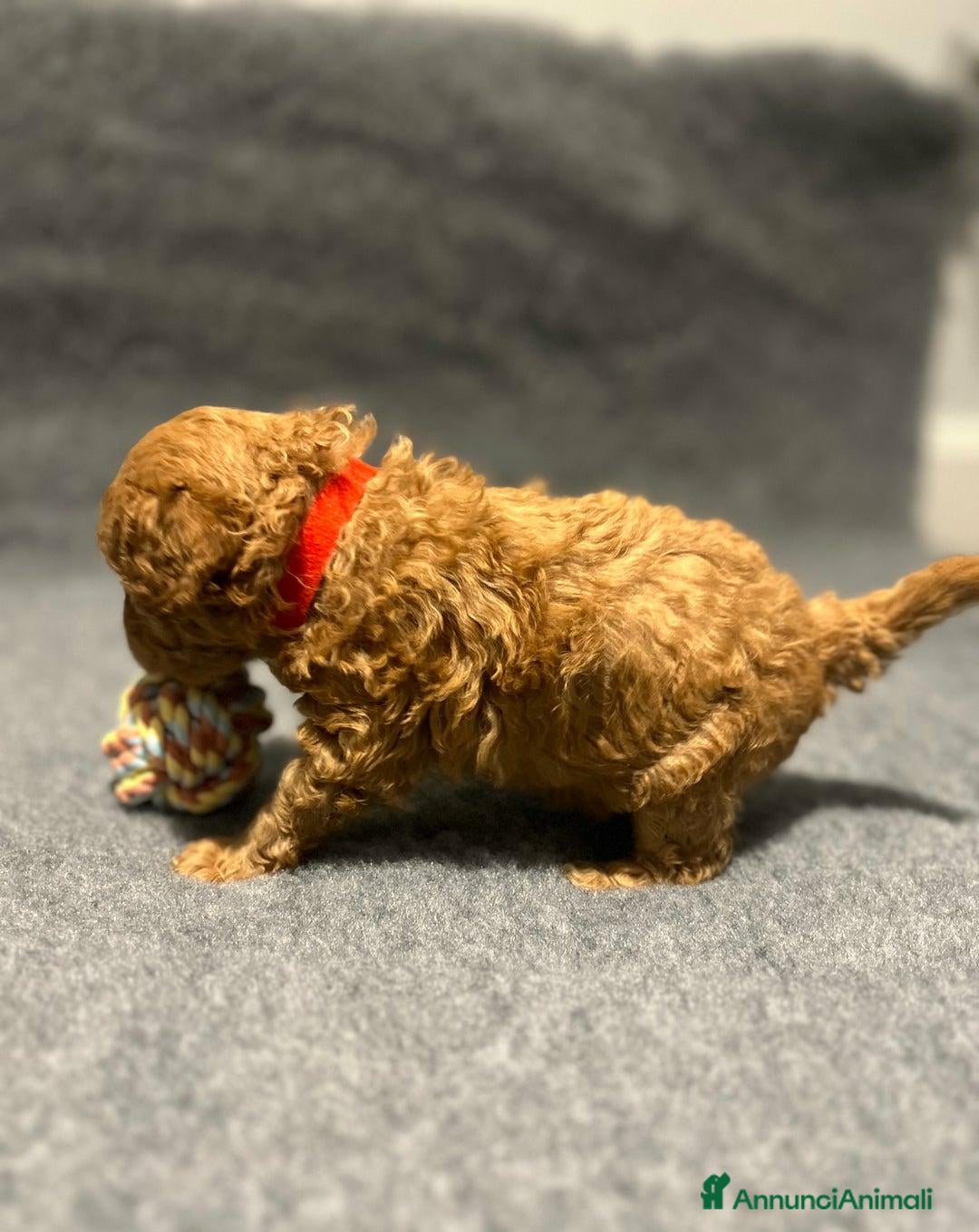 Barboncino Toy cani in vendita: 🏆 Cuccioli di barboncino ❤️Pronti a partire a Città metropolitana di Roma Capitale - Annuncio 10