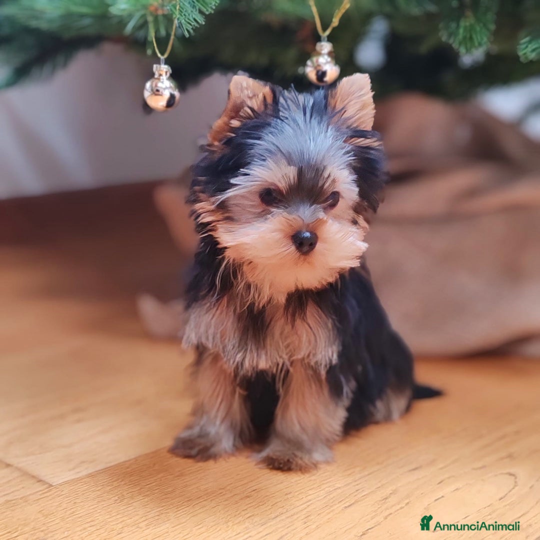 Yorkshire cani in vendita: CUCCIOLO YORKSHIRE CON PEDIGREE - Annuncio 3