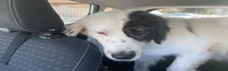 Meticcio cani in regalo: Sissi cagnolona stupenda - Annuncio 9