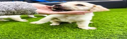 Golden Retriever cani in vendita: Golden Retriever Cuccioli Disponibili a Provincia di Cosenza - Annuncio 4
