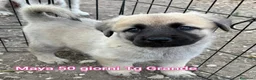 Meticcio cani in regalo: CUCCIOLI ABBANDONATI: URGENTE  a Città Metropolitana di Torino - Annuncio 3