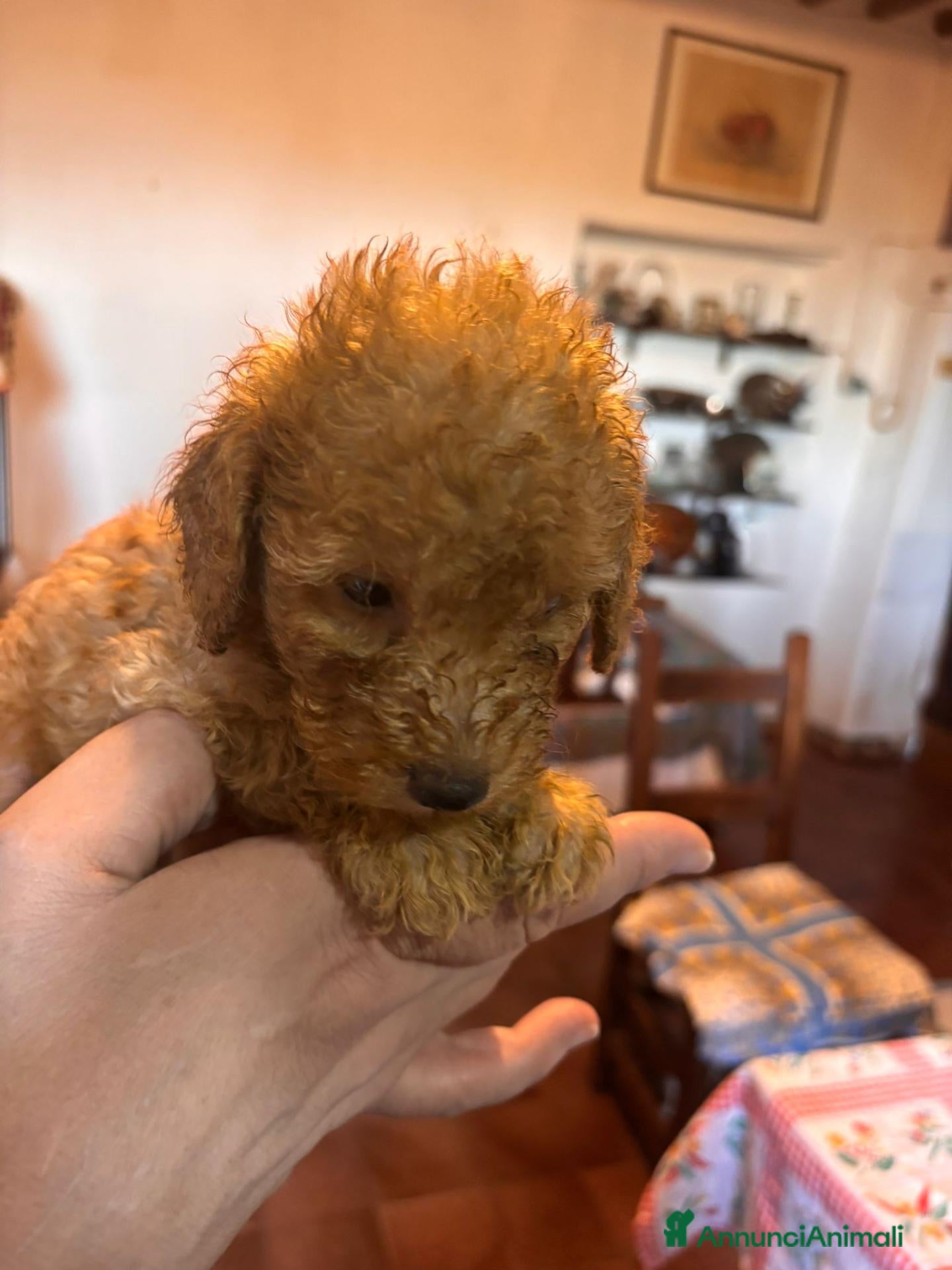 Barboncino Toy cani in vendita: Cuccioli di Barboncino toy - Annuncio 2
