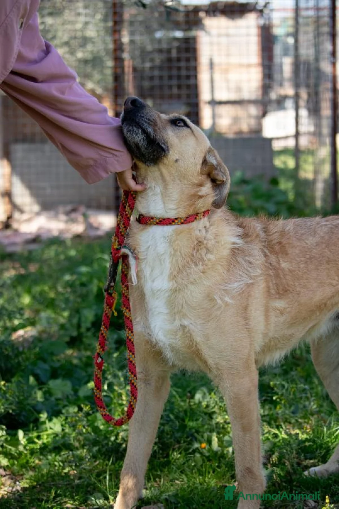 Altre razze cani in regalo: Hey Jude! a Provincia di Alessandria - Annuncio 3