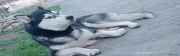 Husky cani in vendita: Siberian Husky - Annuncio 2