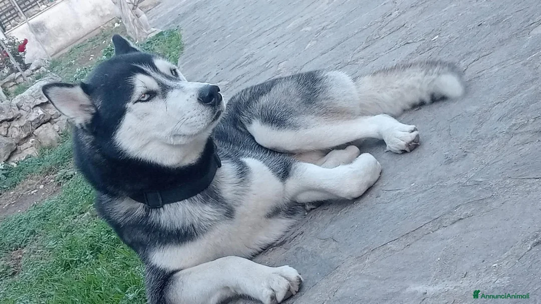 Husky cani in vendita: Siberian Husky - Annuncio 2