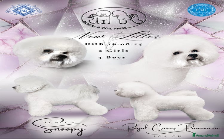 Bichon cani - Annuncio 4