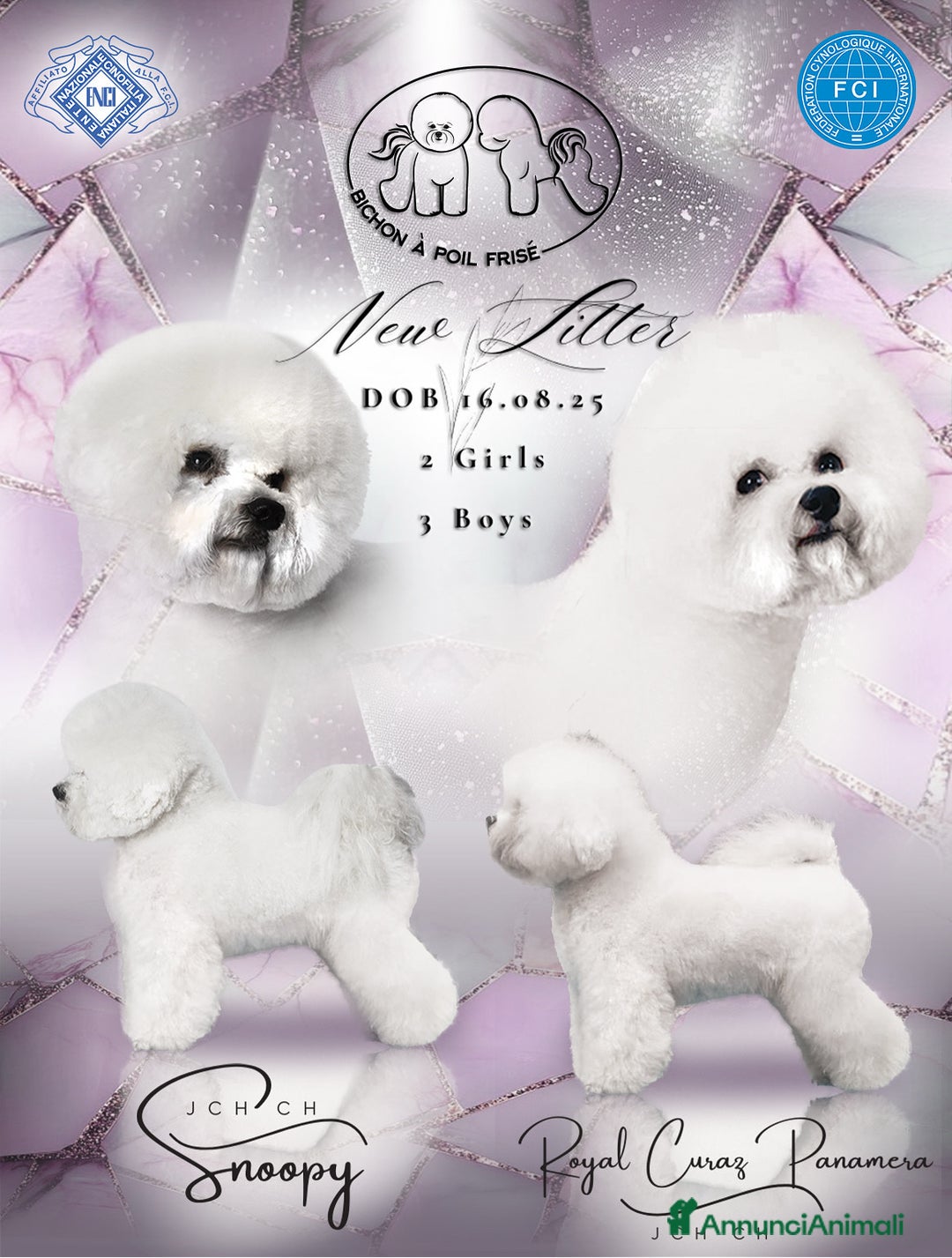 Bichon cani in vendita: Bichon à poil frisè - Annuncio 1