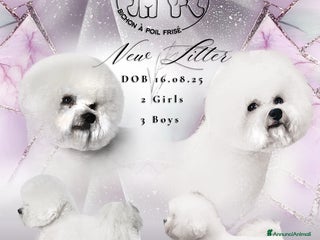 Bichon cani Bichon à poil frisè - Annuncio 26