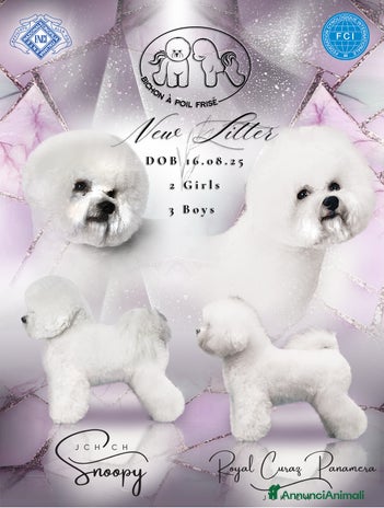 Bichon cani - Annuncio 4