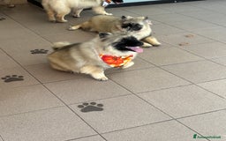 Wolfspitz cani in vendita: Cuccioli Wolfspitz/Keeshond a Provincia di Como - Immagine 5