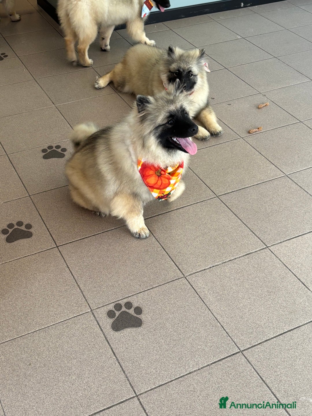 Wolfspitz cani in vendita: Cuccioli Wolfspitz/Keeshond a Provincia di Como - Immagine 5