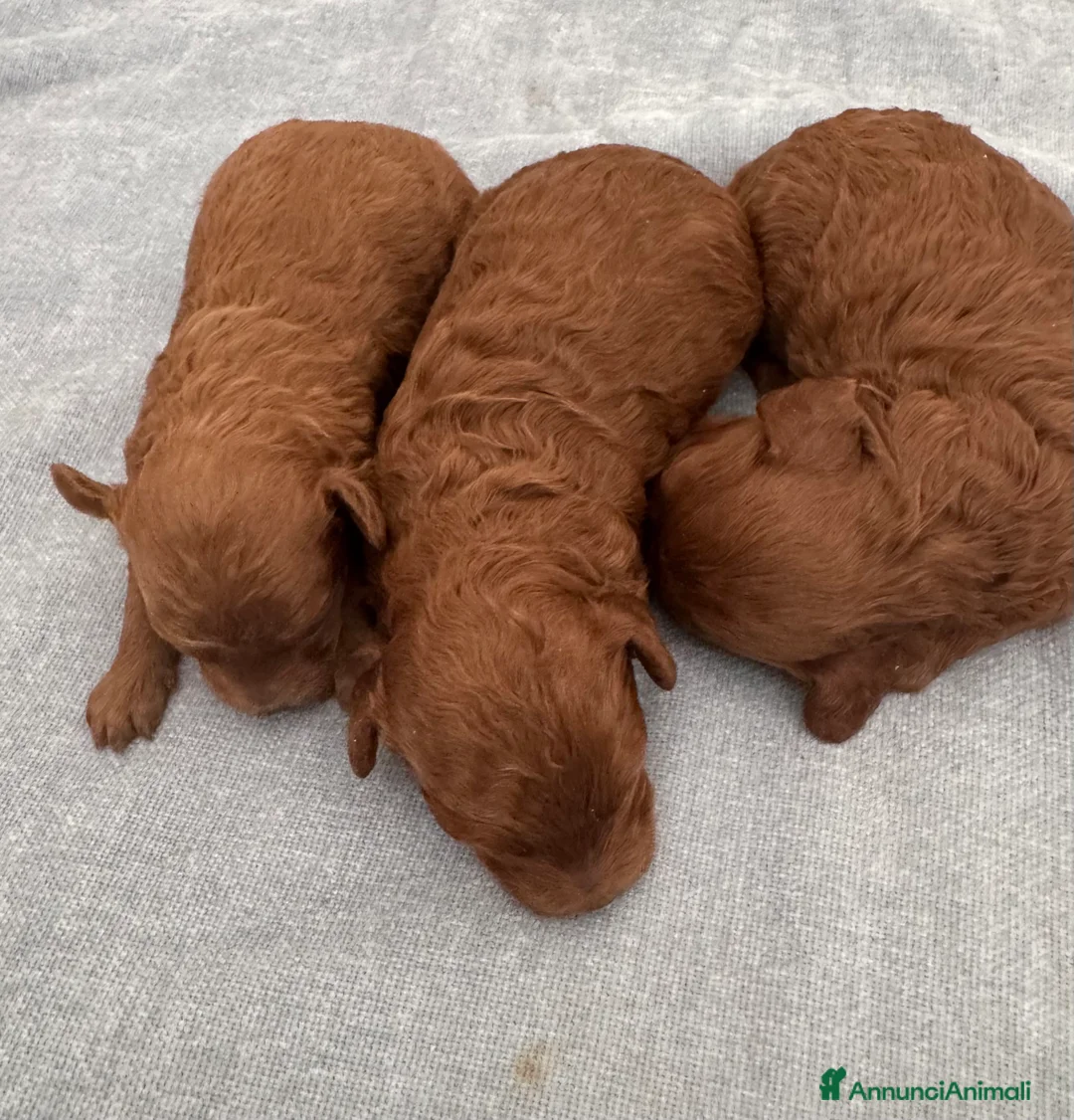 Barboncino Toy cani in vendita: Barboncini Toy red Abruzzo - Annuncio 4