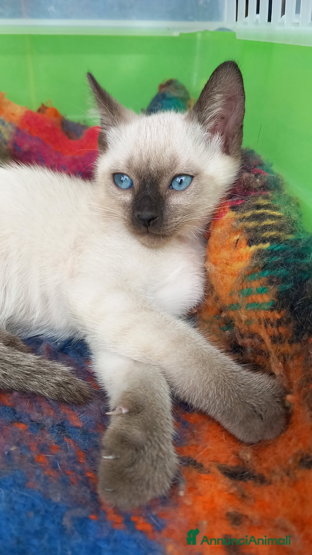 Siamese gatti in vendita: Bellissimi Thai - Annuncio 9