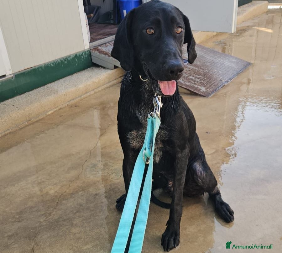Meticcio cani Massy: cucciolone incrocio bracco dolcissimo  - Annuncio 1