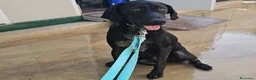 Meticcio cani in regalo: Massy: cucciolone incrocio bracco dolcissimo  - Annuncio 1