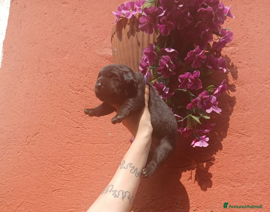 Labrador cani in vendita: Cuccioli di labrador  - Annuncio 13