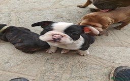 Bulldog Francese cani in vendita: CUCCIOLI DI BULLDOG FRANCESE a Provincia di Cuneo - Immagine 9