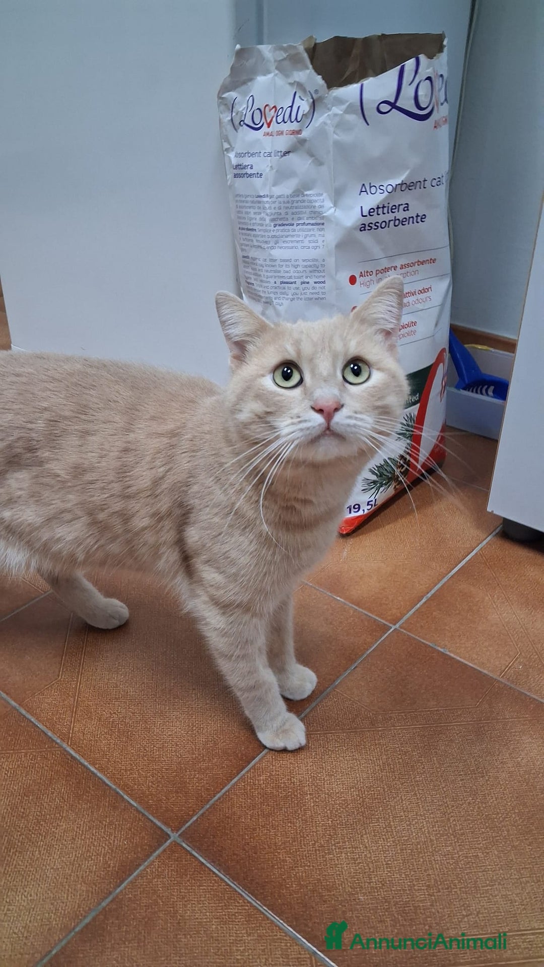 Altre razze gatti in regalo: GATTINI DOLCISSIMI - Annuncio 11