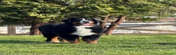Bovaro del Bernese cani in vendita: Disponibili cuccioli femmine con pedigree - Annuncio 9